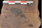 Foto (Detailsansicht) von Quercus palaeoilex Ettingshausen (NHMW-GEO-2024-0188-0870)